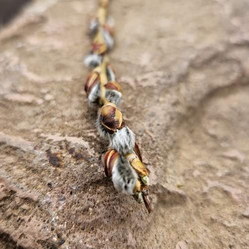 Photo #13659685