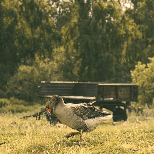 Photo #13660001
