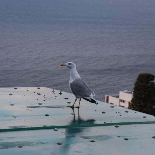 Photo #13660052