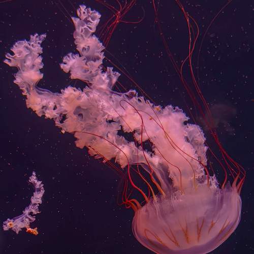 Photo #13660217