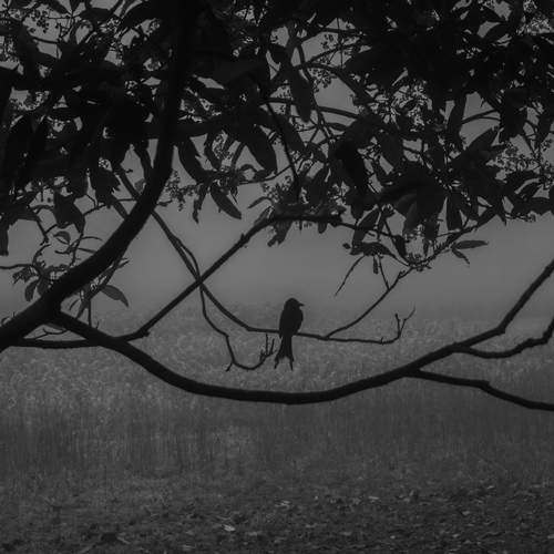 The Solitary Note