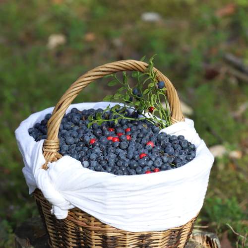 Photo #13660963