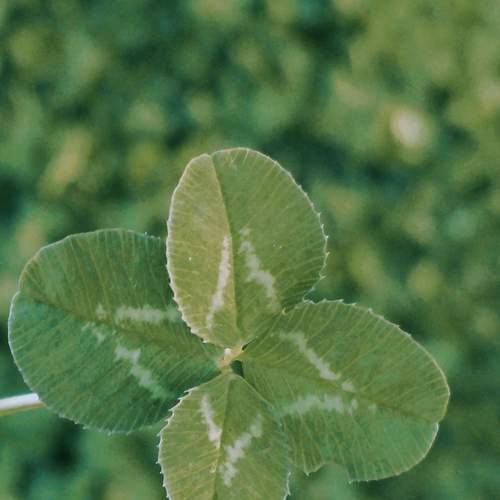 Photo #13660991
