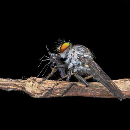 Robber Fly Feeding on Its Prey