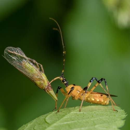 Assassin bug with a prey
