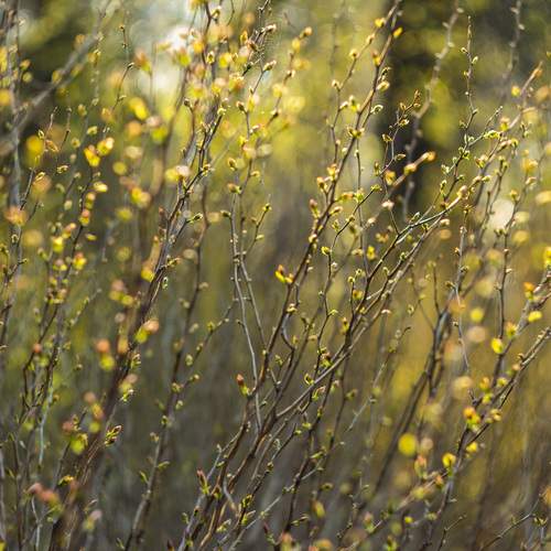 Photo #13661520
