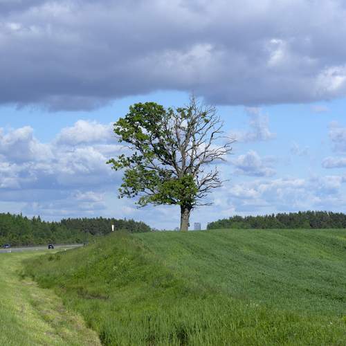 Photo #13662025
