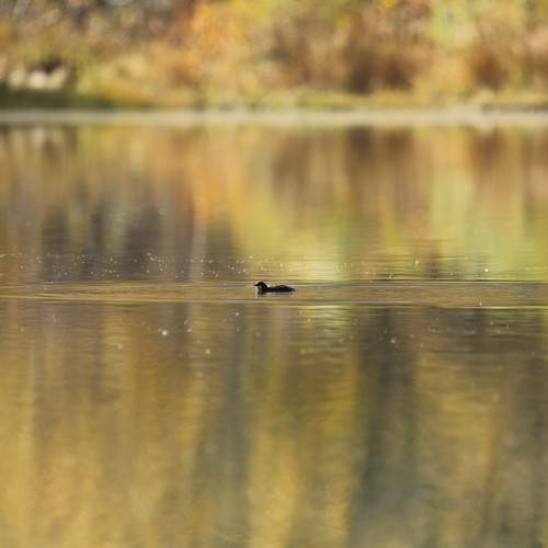 Photo #13662198