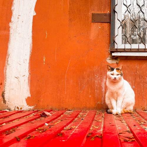 Photo #13662286