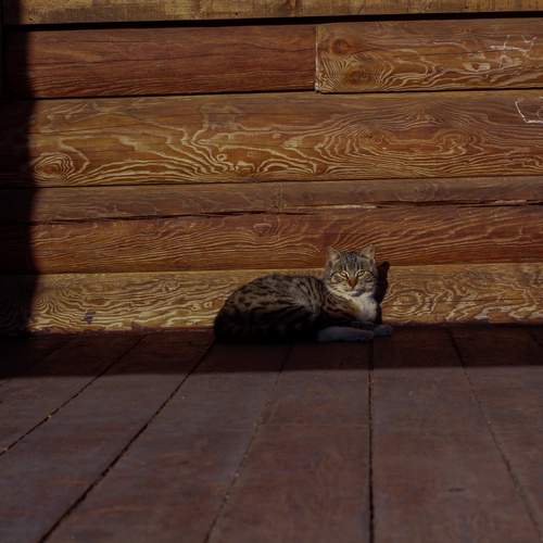 Photo #13662318