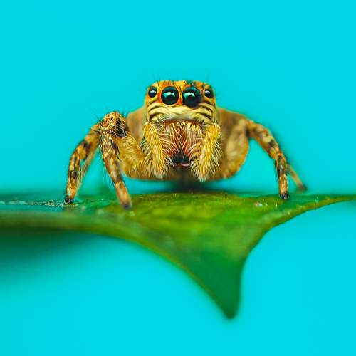 Lone Jumper