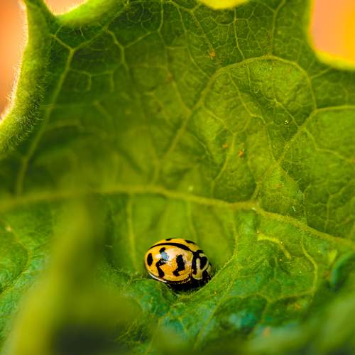 Beetle resting