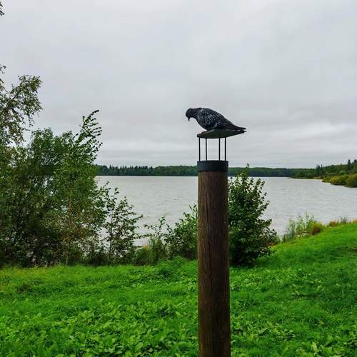 Голубь сидящий на кормушке у городского пруда