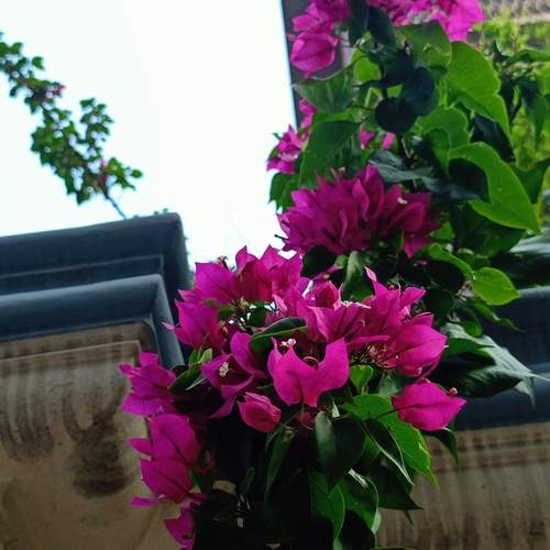 The Bougainvillea Whispers