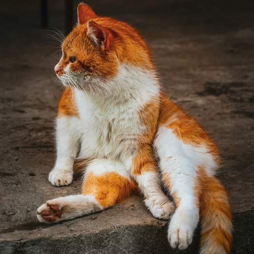 Photo #13663133