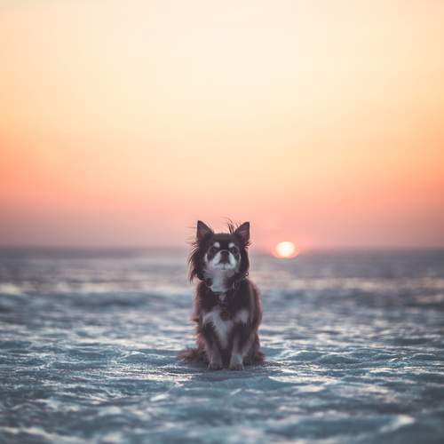 Photo #13663261