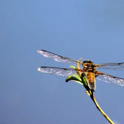 Photo #13663439