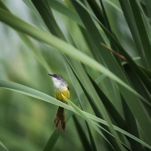 Among the Reeds