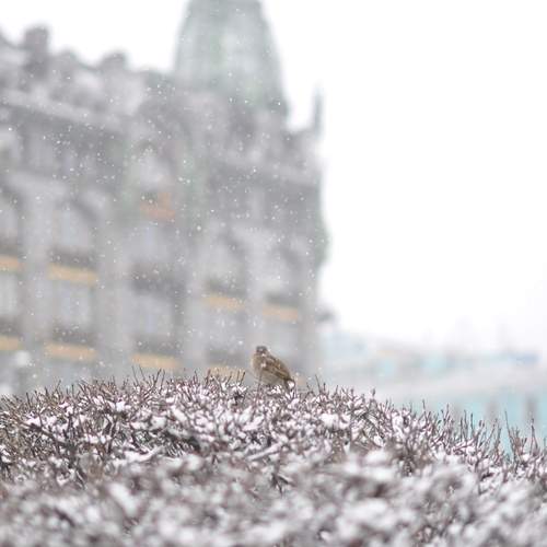Photo #13663528