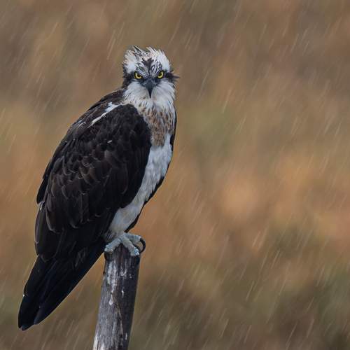 Silence in the rain
