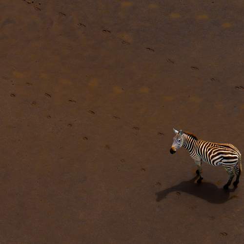 Photo #13663727