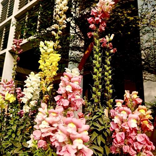 Whispers of Summer