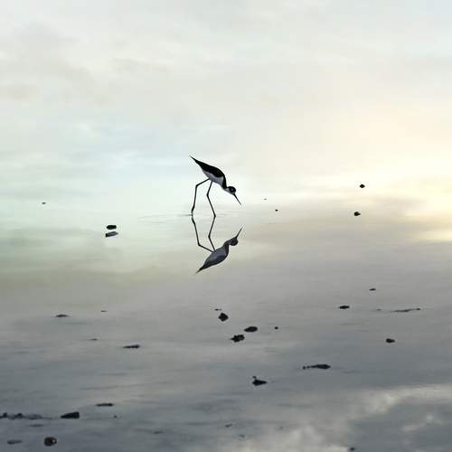 Limbo