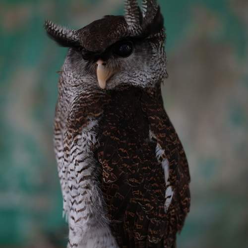 Photo #13664257