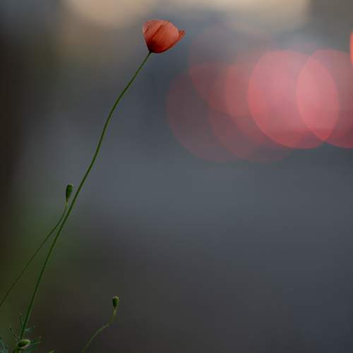 Photo #13664625
