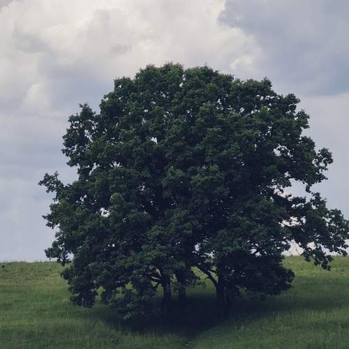 Photo #13664781