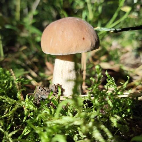 Photo #13665132