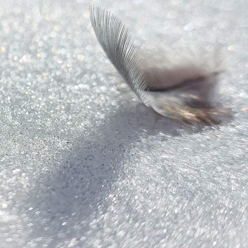 Photo #13665448