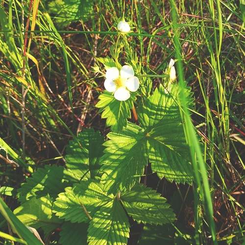 Photo #13666268