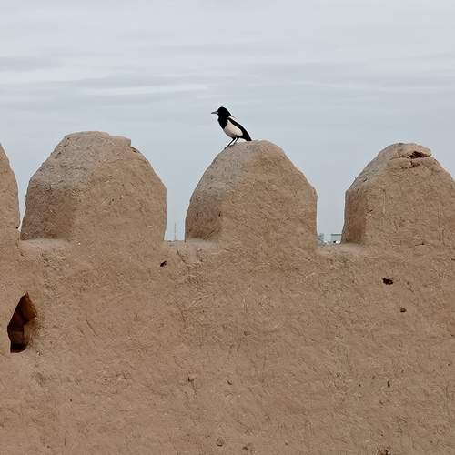Photo #13666337