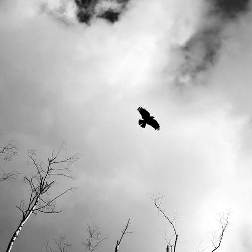 Photo #13666447