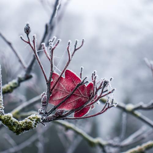 Photo #13667011