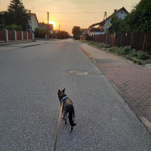 Last Walk of the Day