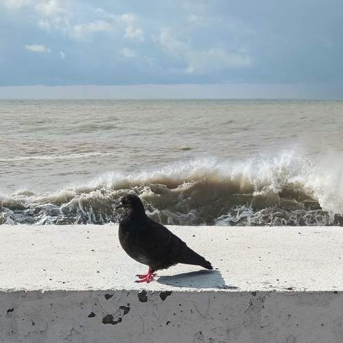 Photo #13667671