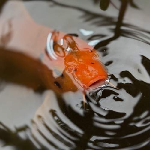 Photo #13667736