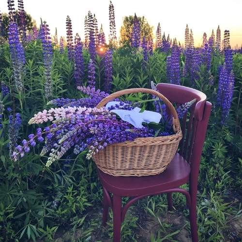Photo #13668058