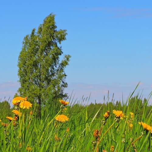 Photo #13668307