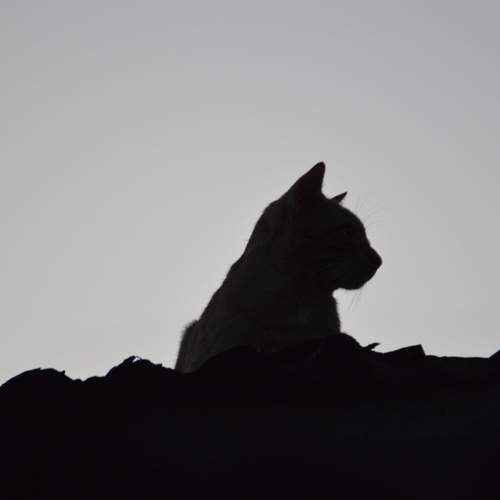 Photo #13668372