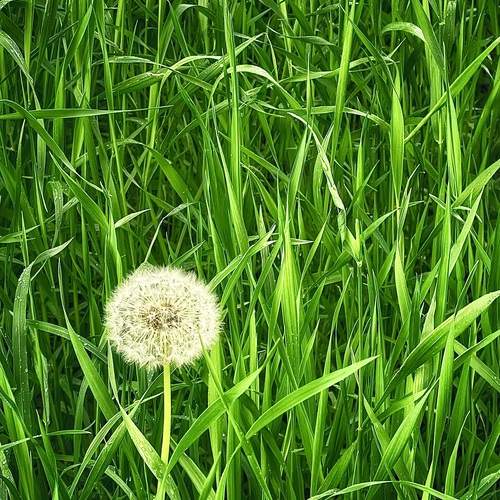 Photo #13668475