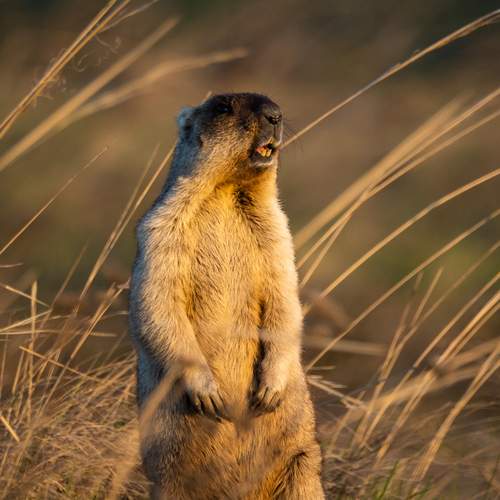 Photo #13668621