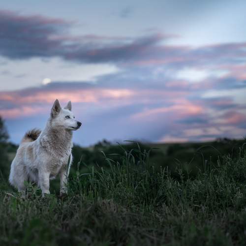 Photo #13668847