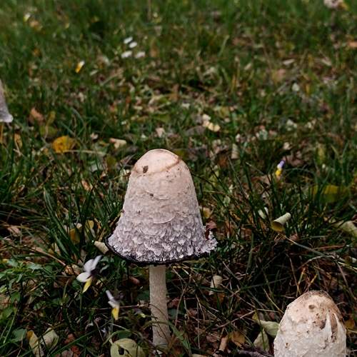 Photo #13668882