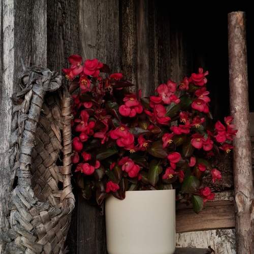 Photo #13669144
