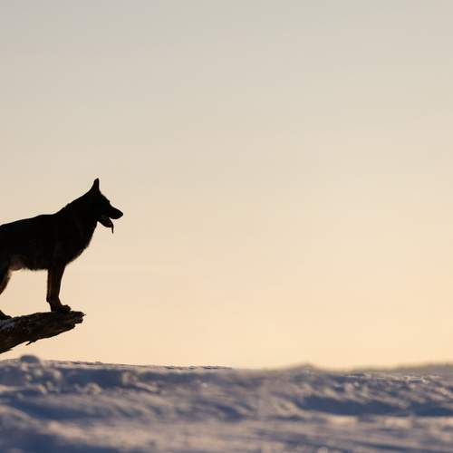 Photo #13669422