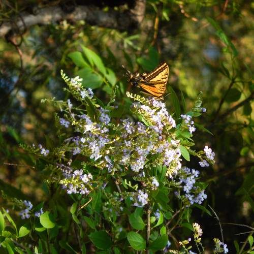 Mariposa sobre flores de lantana