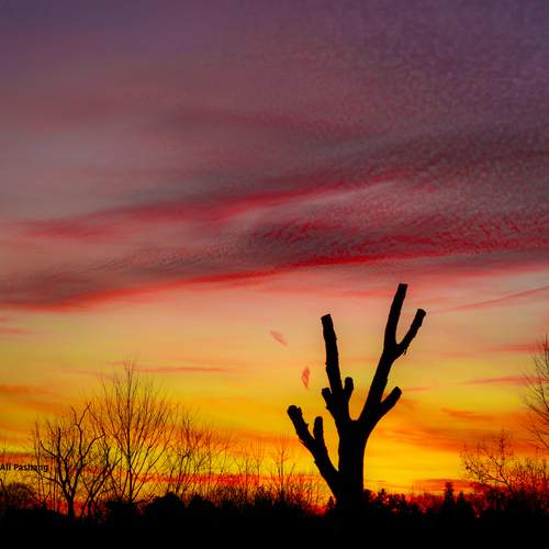 Photo #13669721